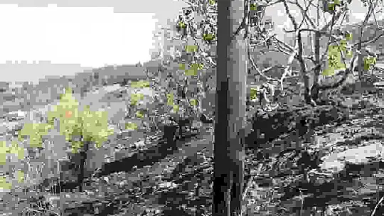 Kahramanmaraş'ta yanan 15 hektar alan dron ile görüntülendi