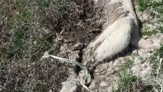 İki köpek ayakları bağlı şekilde ölü bulundu