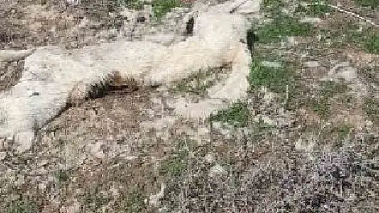 İki köpek ayakları bağlı şekilde ölü bulundu