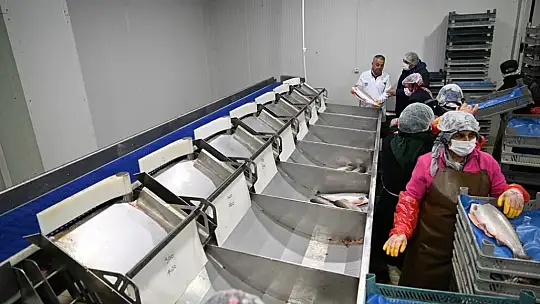 Kayseri'de rekor sayıda balık işleniyor