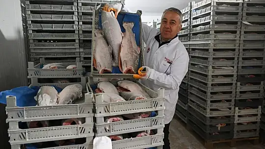 Kayseri'de rekor sayıda balık işleniyor