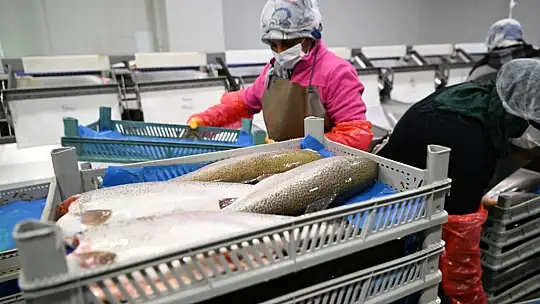 Kayseri'de rekor sayıda balık işleniyor