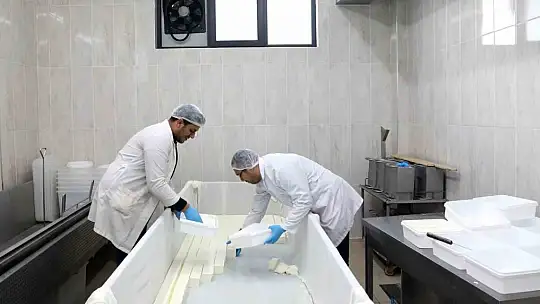 Üretimi yapılan beyaz peynirler depremzedelere gönderildi