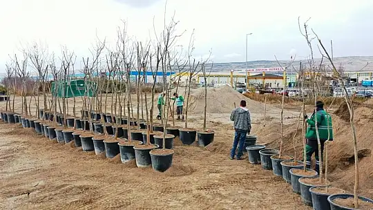 Kocasinan'da herkesin dikili bir ağacı olacak