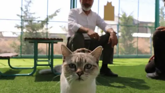 Kocasinan'dan dünyanın dikkatini çeken hizmet: Küçük Dostlar Kedi Kasabası