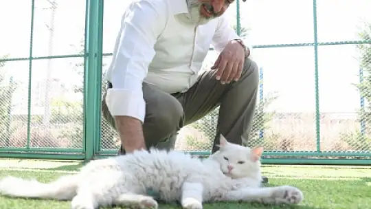 Kocasinan'dan dünyanın dikkatini çeken hizmet: Küçük Dostlar Kedi Kasabası