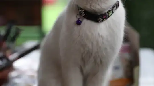 Kocasinan'dan dünyanın dikkatini çeken hizmet: Küçük Dostlar Kedi Kasabası