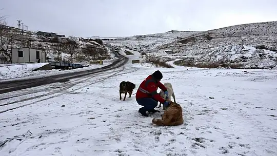 Sokak hayvanları için yemleme çalışması yapıldı