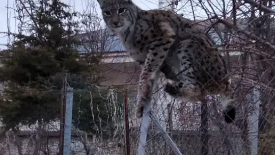 Köpeklerden kaçan vaşak tel örgüde asılı kaldı