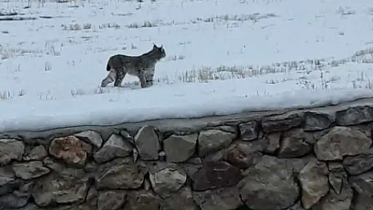 Köpeklerden kaçan vaşak tel örgüde asılı kaldı