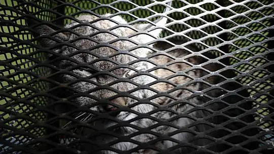 Tomarza'da görülen vaşak tedavi altına alındı