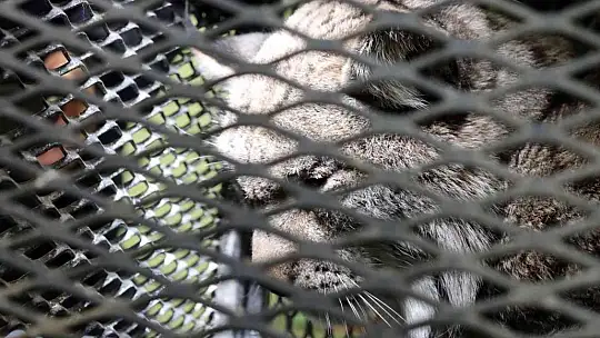 Tomarza'da görülen vaşak tedavi altına alındı