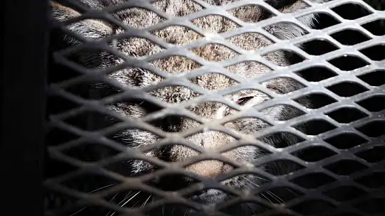 Tomarza'da görülen vaşak tedavi altına alındı