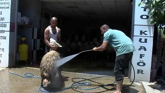 Koyunlarını tazyikli suyla yıkattı