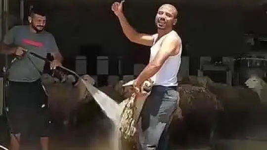 Koyunlarını tazyikli suyla yıkattı