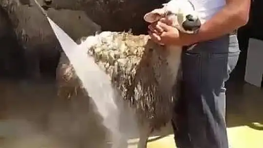 Koyunlarını tazyikli suyla yıkattı