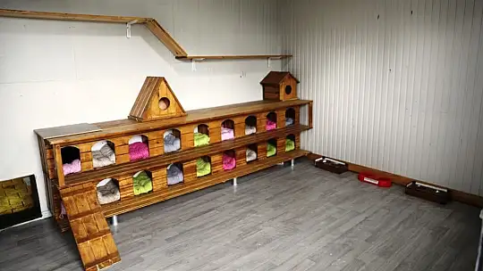 Küçük Dostlar Kedi Kasabası'nda geri sayım