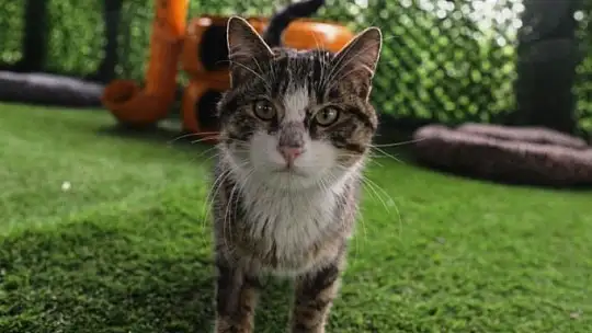 Küçük Dostlar Kedi Kasabası'nda geri sayım