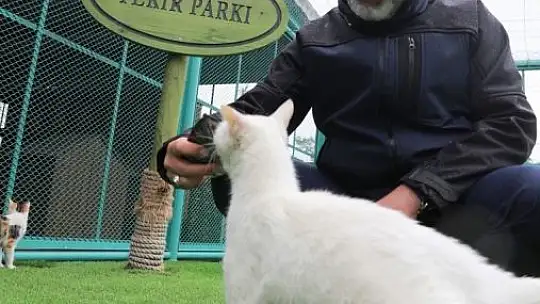 Küçük Dostlar Kedi Kasabası'nda geri sayım