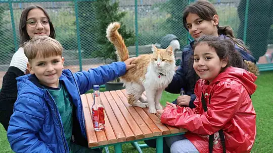 Kocasinan'da kedi kasabası açıldı
