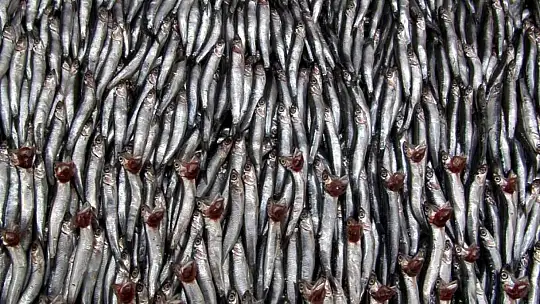 Kuraklık balıkları da olumsuz etkiledi