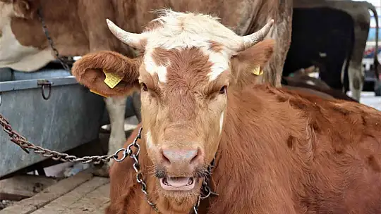 Bayram arefesi sıkı pazarlıklar başladı