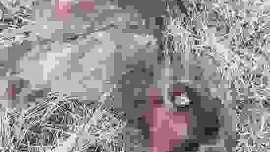 Kurt sürüsü keçilere saldırdı, 16 hayvan telef oldu