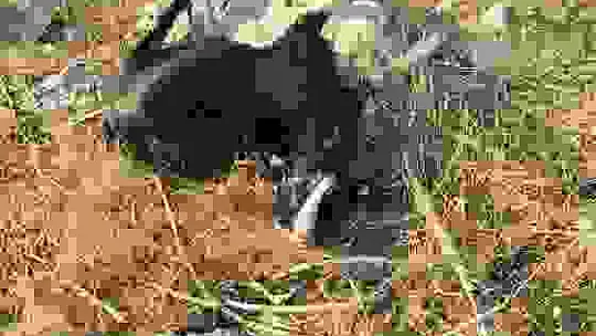 Kurt sürüsü keçilere saldırdı, 16 hayvan telef oldu