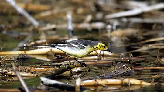 Kuş Cenneti Sultan Sazlığı kendine hayran bırakıyor