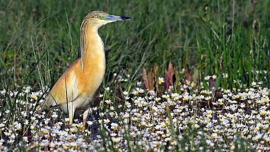 Kuş Cenneti Sultan Sazlığı kendine hayran bırakıyor