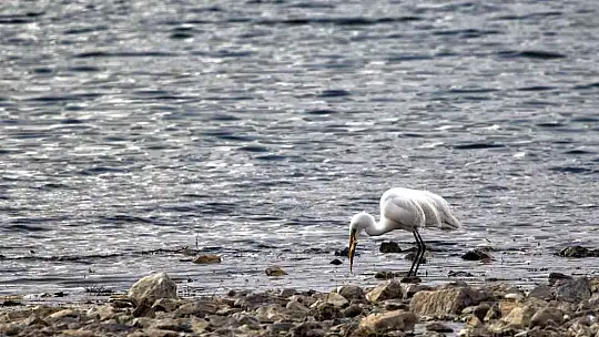 Kuş Cenneti Sultan Sazlığı kendine hayran bırakıyor