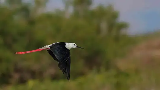 Kuş Cenneti Sultan Sazlığı kendine hayran bırakıyor
