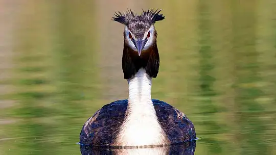 Kuş Cenneti Sultan Sazlığı kendine hayran bırakıyor