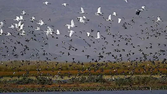 Kuş Cenneti Sultan Sazlığı kendine hayran bırakıyor