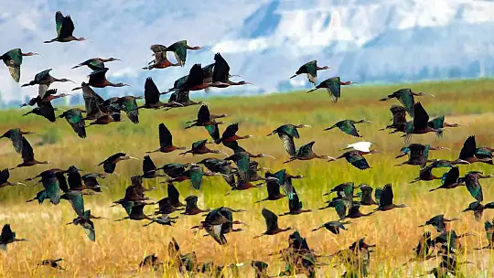 Kuş Cenneti Sultan Sazlığı kendine hayran bırakıyor