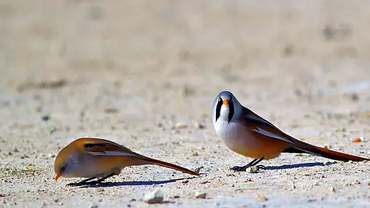 Kuş Cenneti Sultan Sazlığı kendine hayran bırakıyor