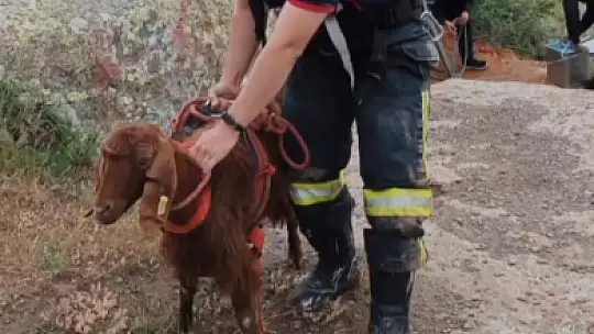 Kuyuya düşen keçi kurtarıldı