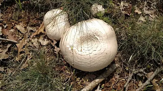 Dikkat! Ölüme götürebilir