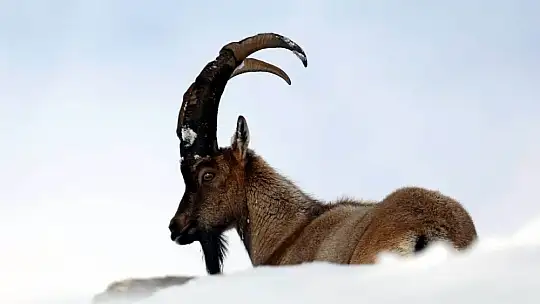 Nesli tükenmekte olan yaban keçileri Kayseri'de yeniden hayat buldu