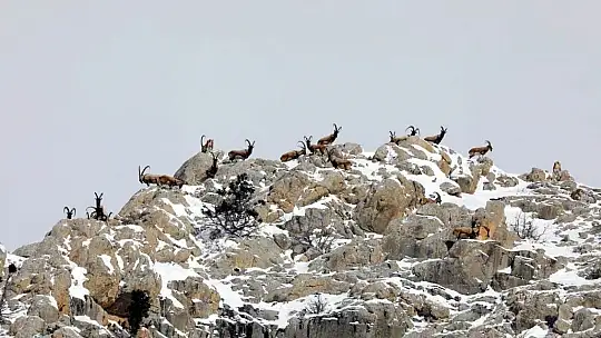 Nesli tükenmekte olan yaban keçileri Kayseri'de yeniden hayat buldu
