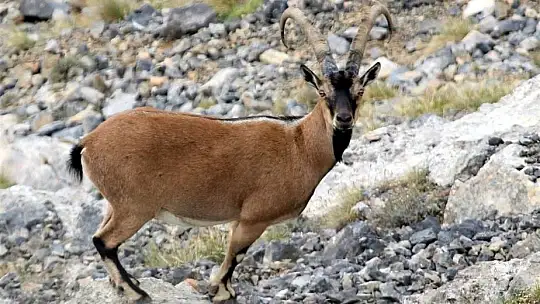 Nesli tükenmekte olan yaban keçileri Kayseri'de yeniden hayat buldu