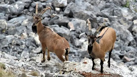 Nesli tükenmekte olan yaban keçileri Kayseri'de yeniden hayat buldu