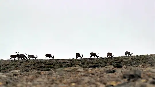 Nesli tükenmekte olan yaban keçileri Kayseri'de yeniden hayat buldu