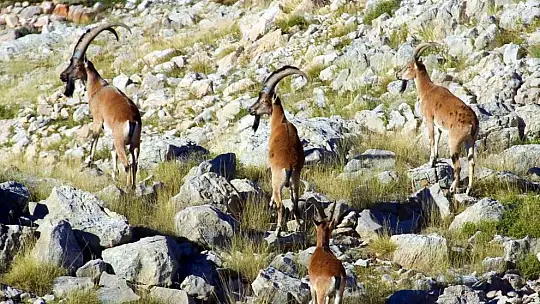 Nesli tükenmekte olan yaban keçileri Kayseri'de yeniden hayat buldu