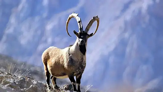Nesli tükenmekte olan yaban keçileri Kayseri'de yeniden hayat buldu