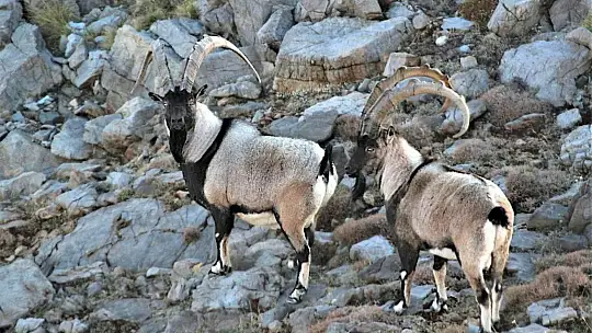 Nesli tükenmekte olan yaban keçileri Kayseri'de yeniden hayat buldu