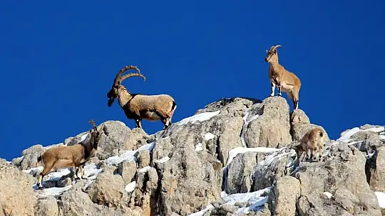 Nesli tükenmekte olan yaban keçileri Kayseri'de yeniden hayat buldu