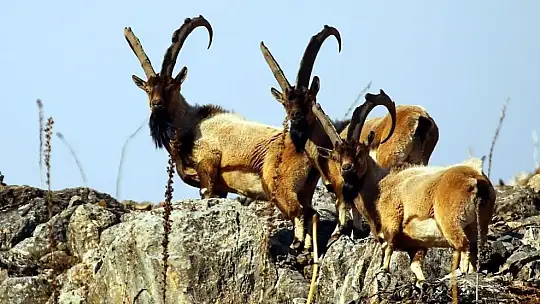 Nesli tükenmekte olan yaban keçileri Kayseri'de yeniden hayat buldu