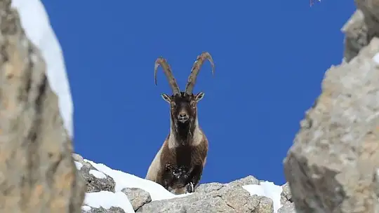 Nesli tükenmekte olan yaban keçileri Kayseri'de yeniden hayat buldu