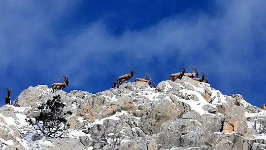 Nesli tükenmekte olan yaban keçileri Kayseri'de yeniden hayat buldu